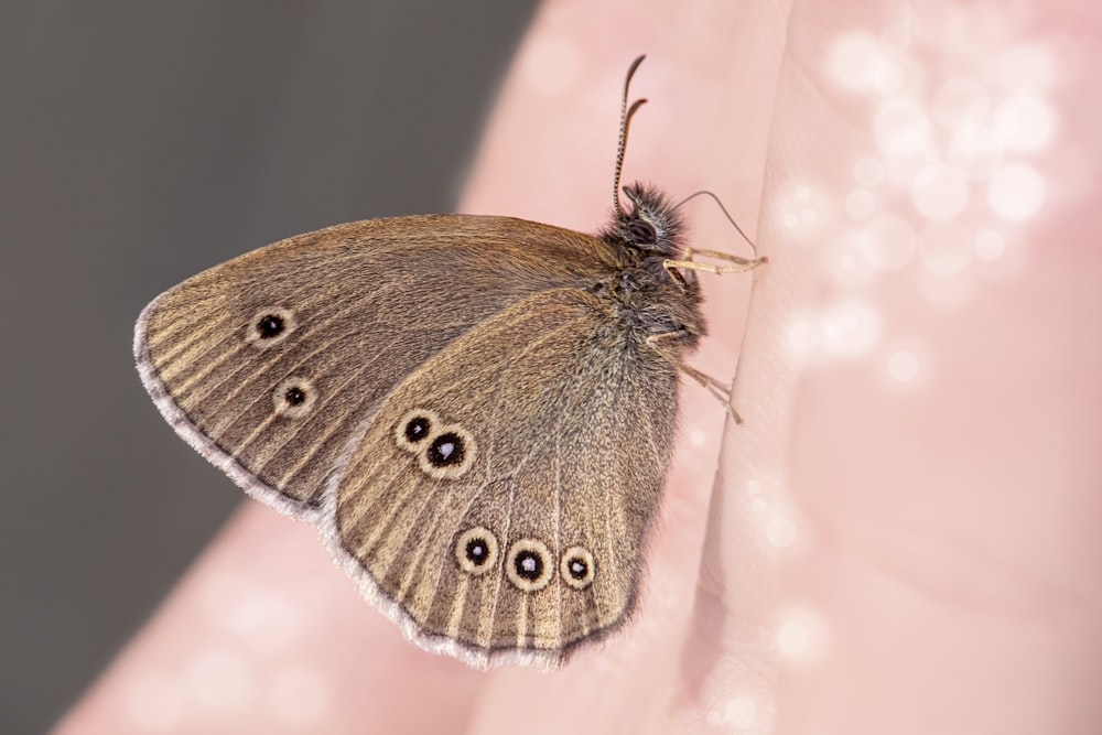 a close up of a butterfly on a person's arm