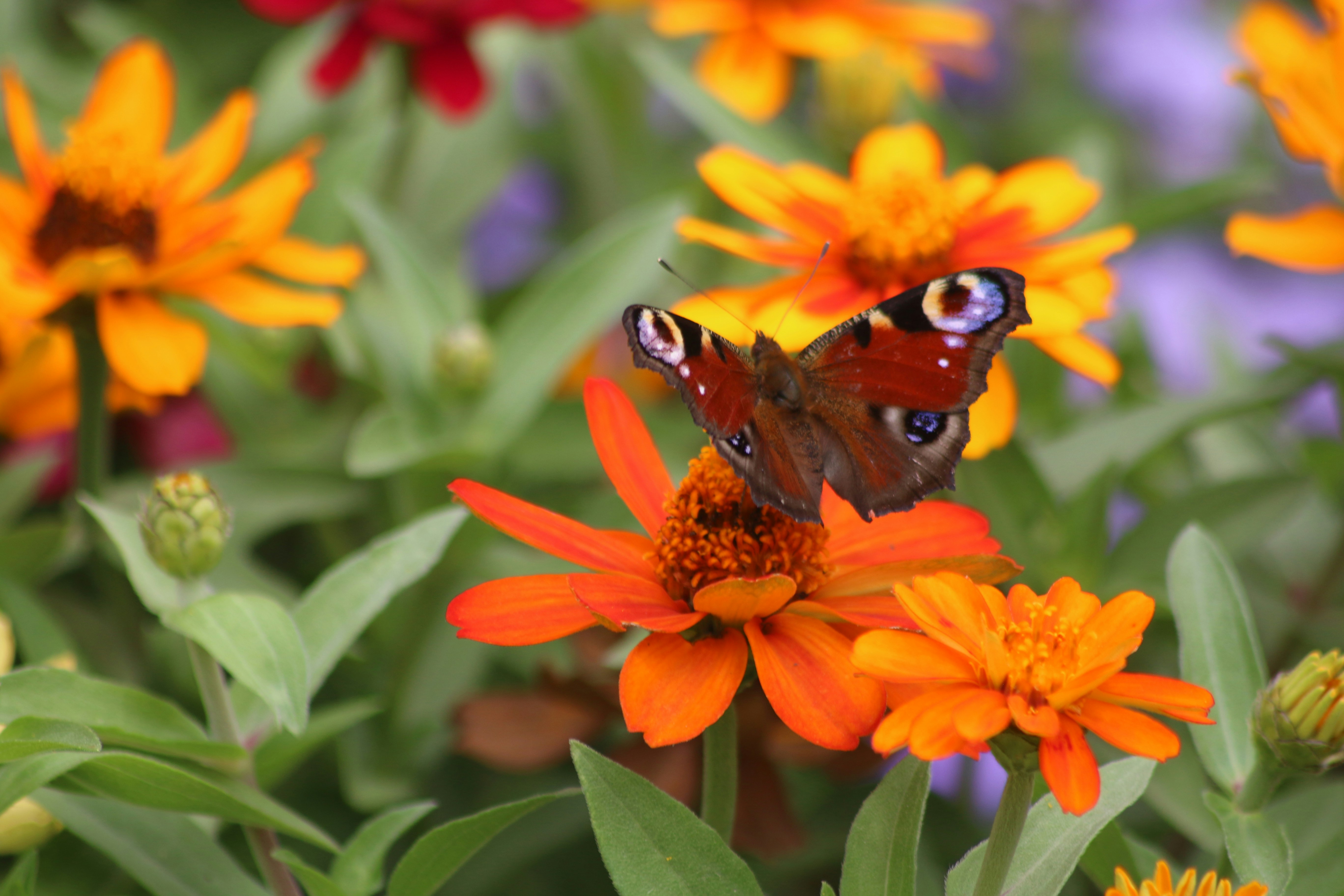 una farfalla seduta su un fiore in un giardino
