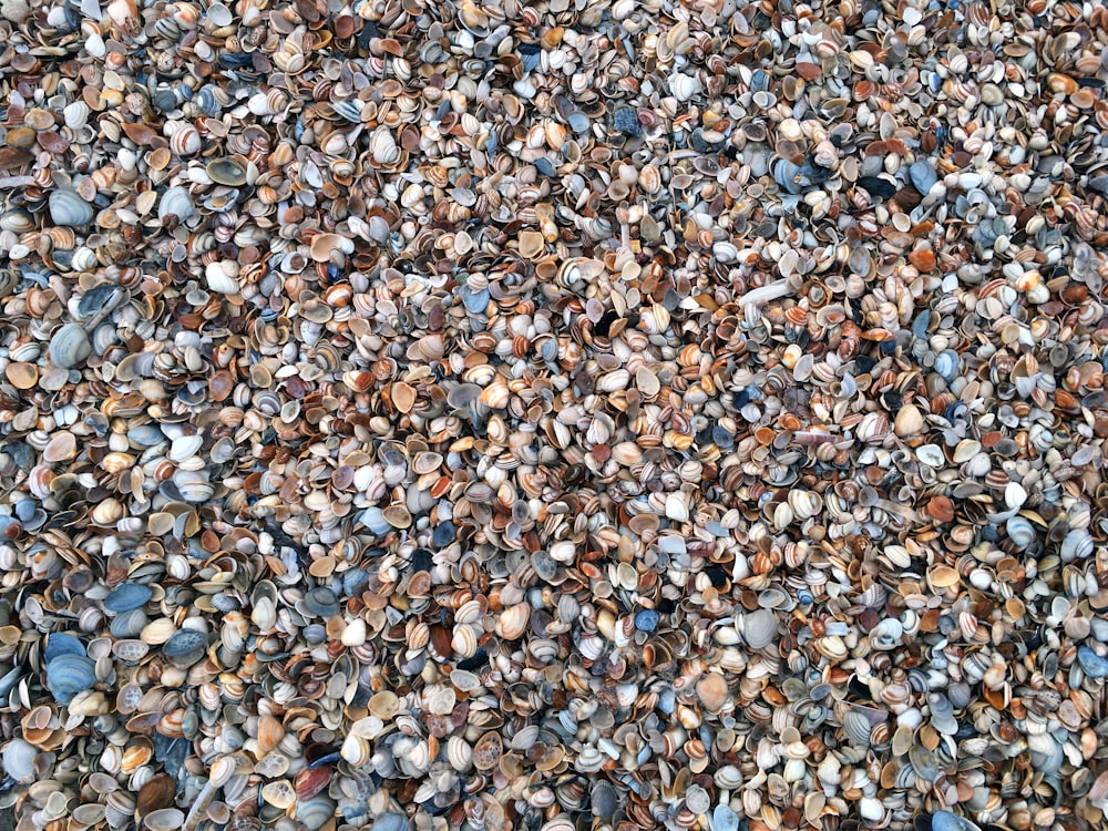 a bunch of rocks that are on the ground