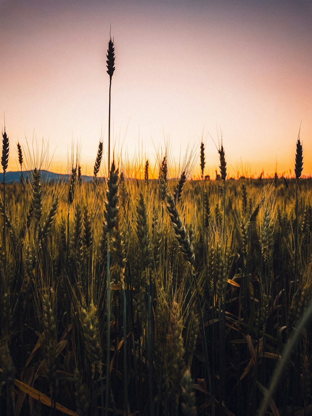 a field of wheat with the sun setting in the background