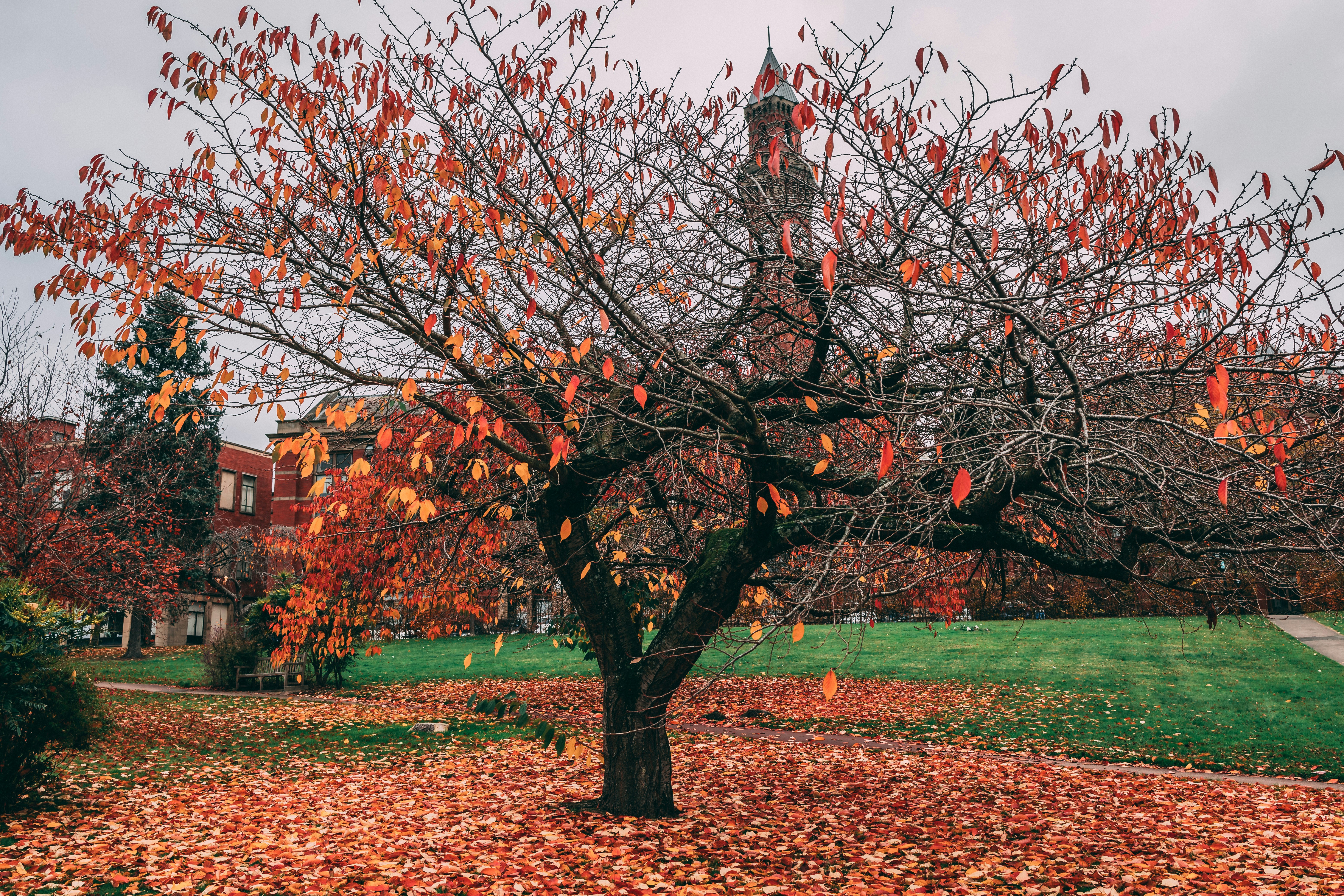 autumn campus