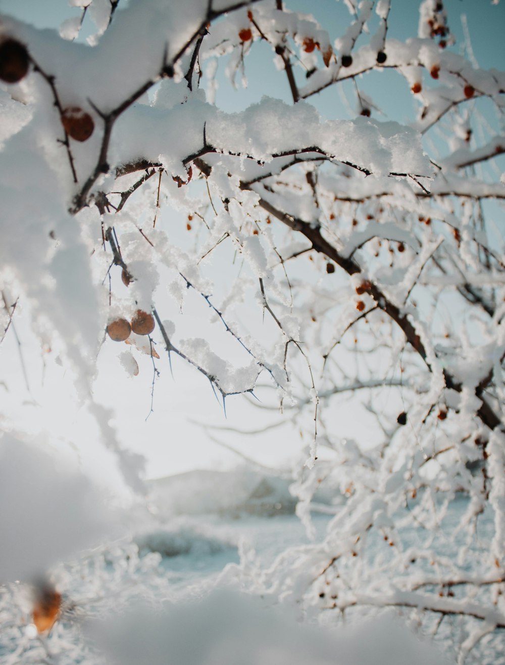 the branches of a tree are covered in snow