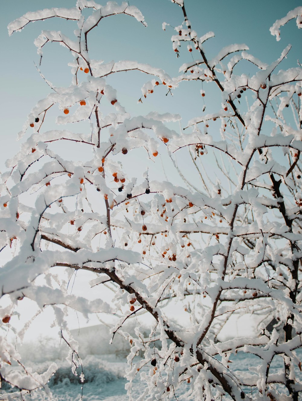 a tree covered in snow with lots of snow on it