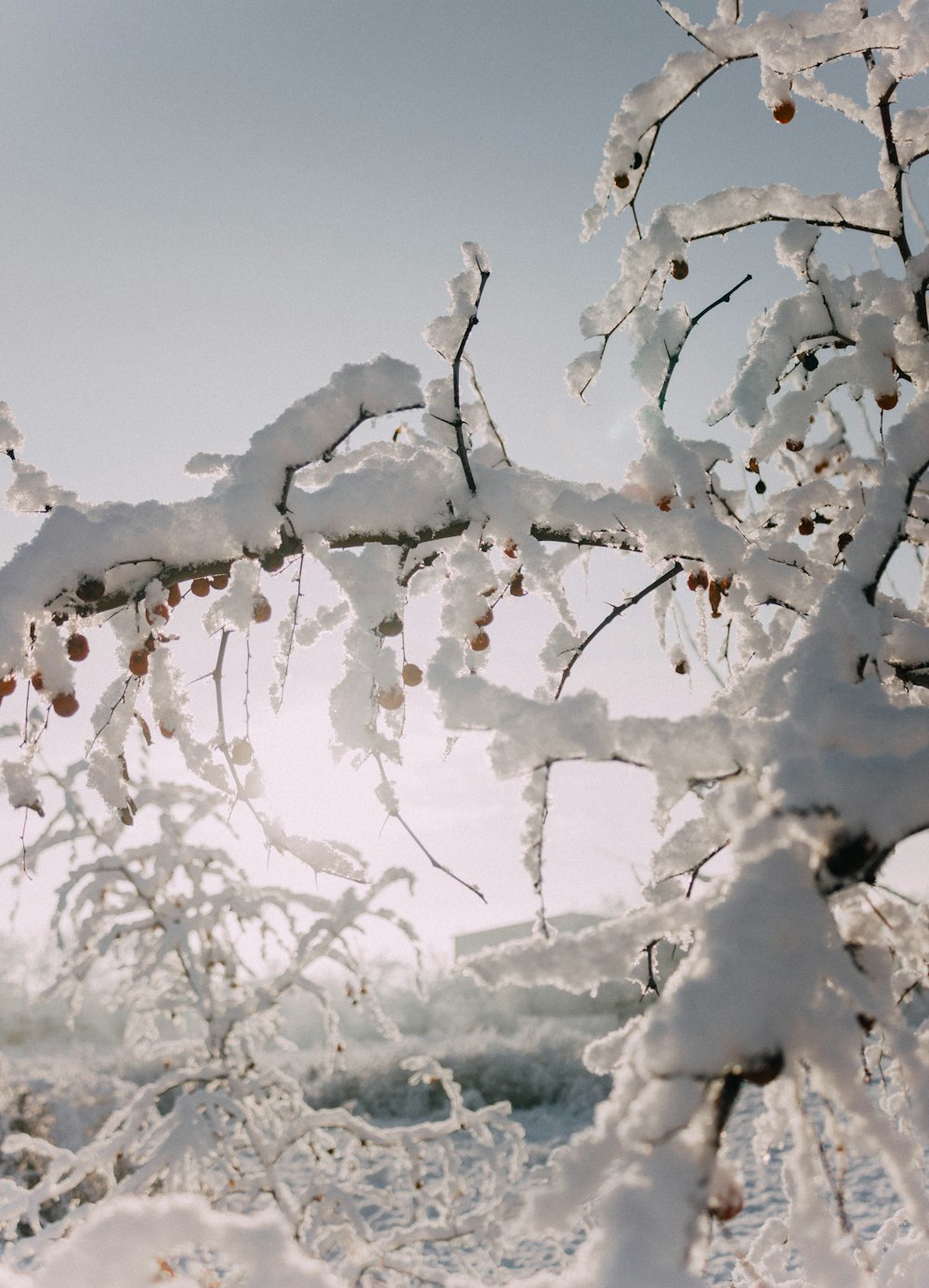 雪に覆われた木の枝にたくさんの雪が積もっている