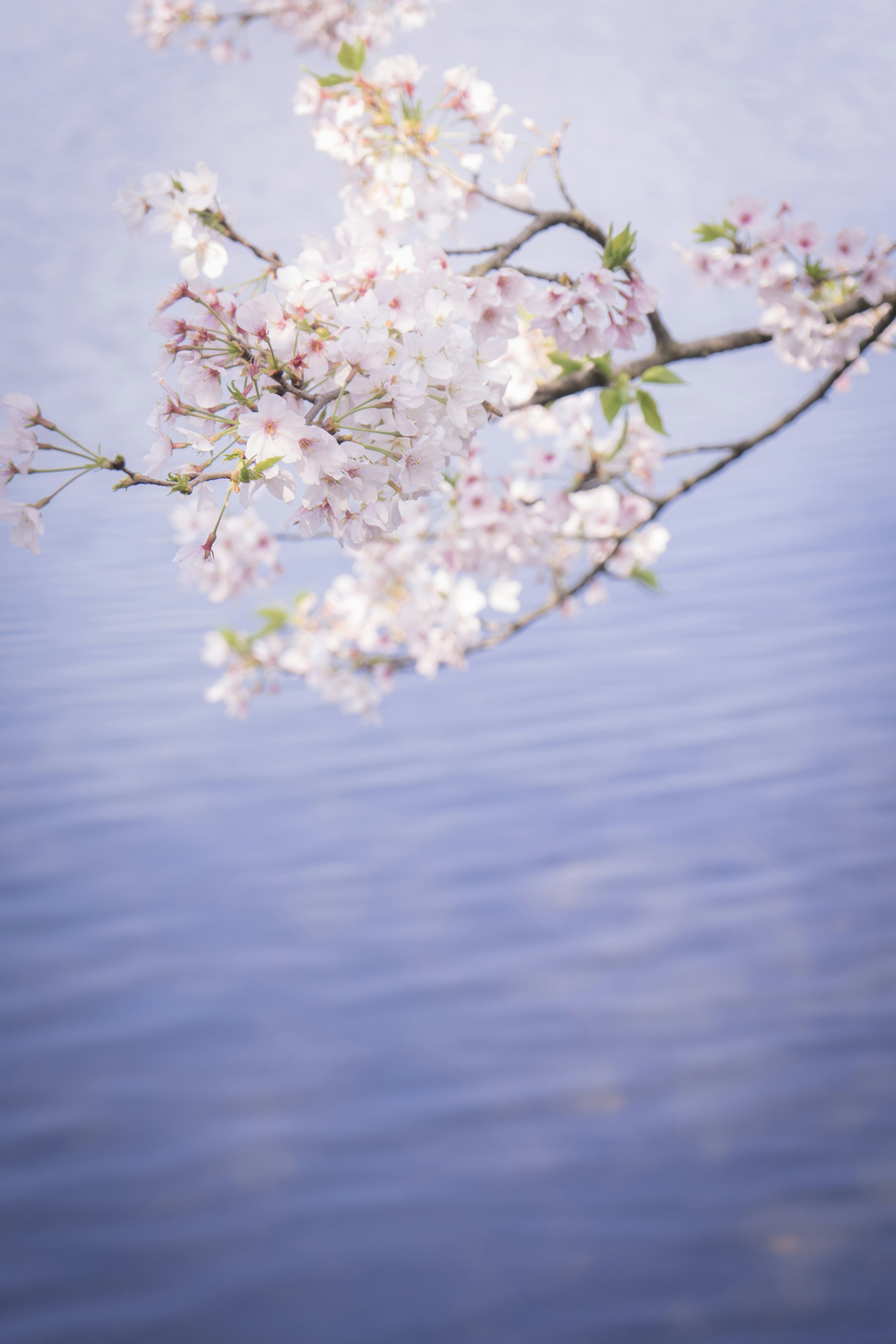 a branch of a cherry blossoming tree in front of a body of water