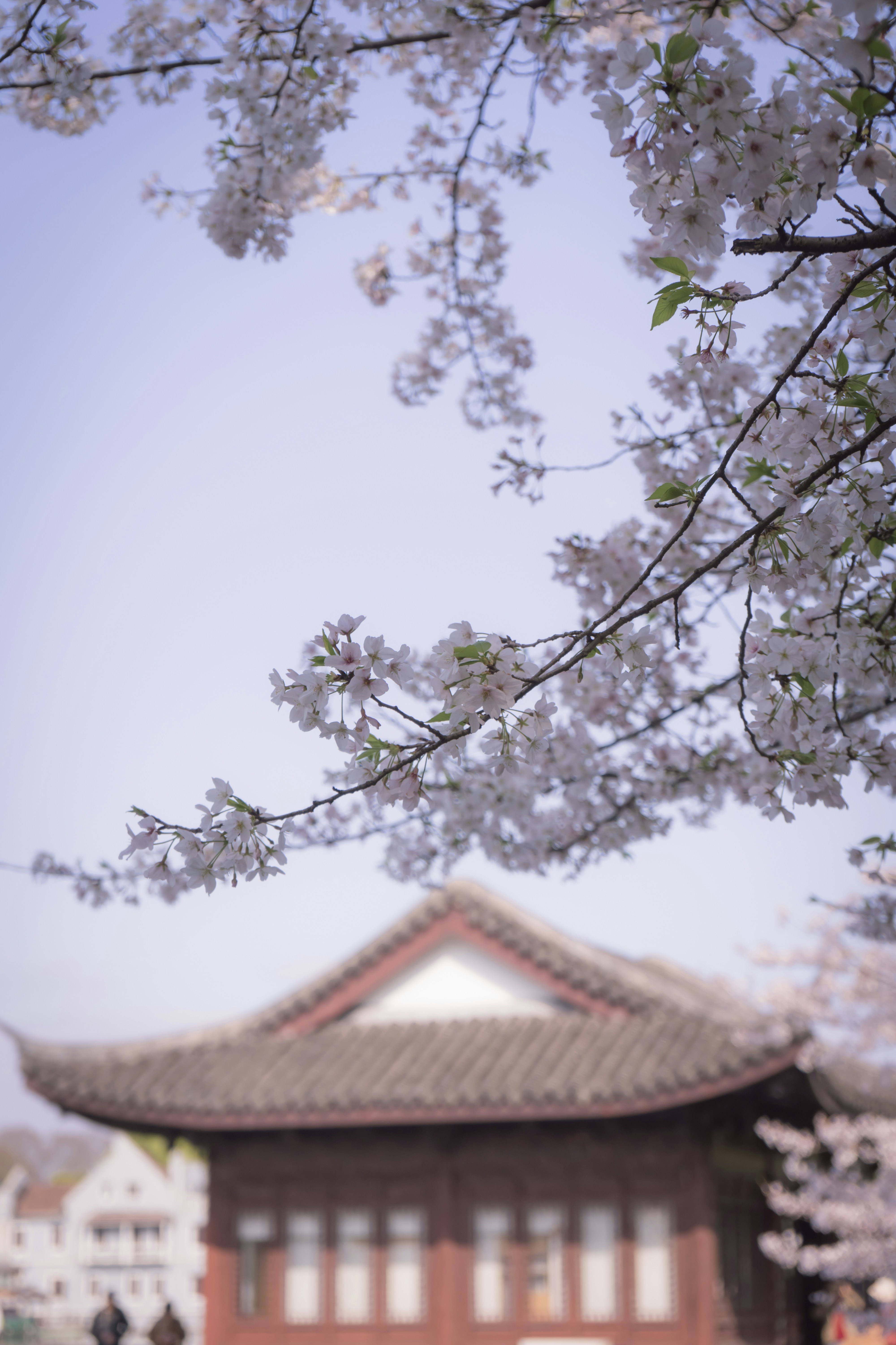 Photo by jeffreyzhang_920