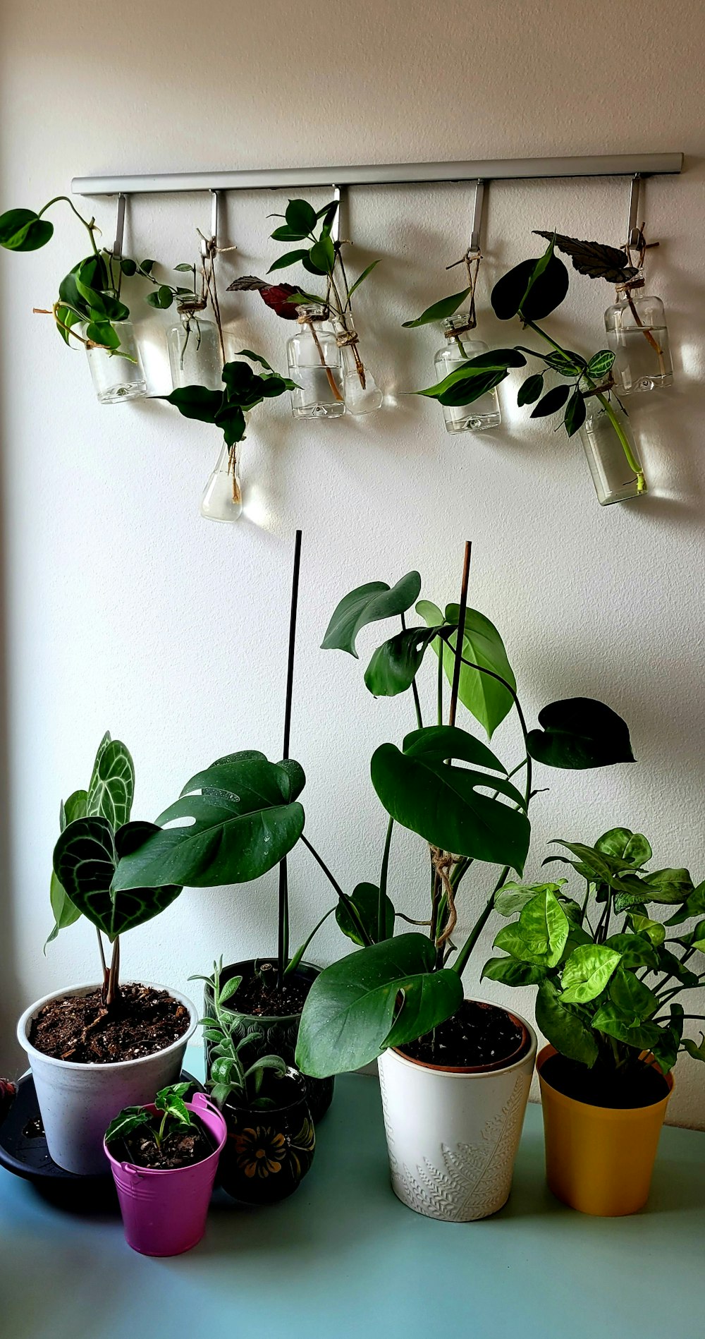 a group of potted plants sitting on top of a table