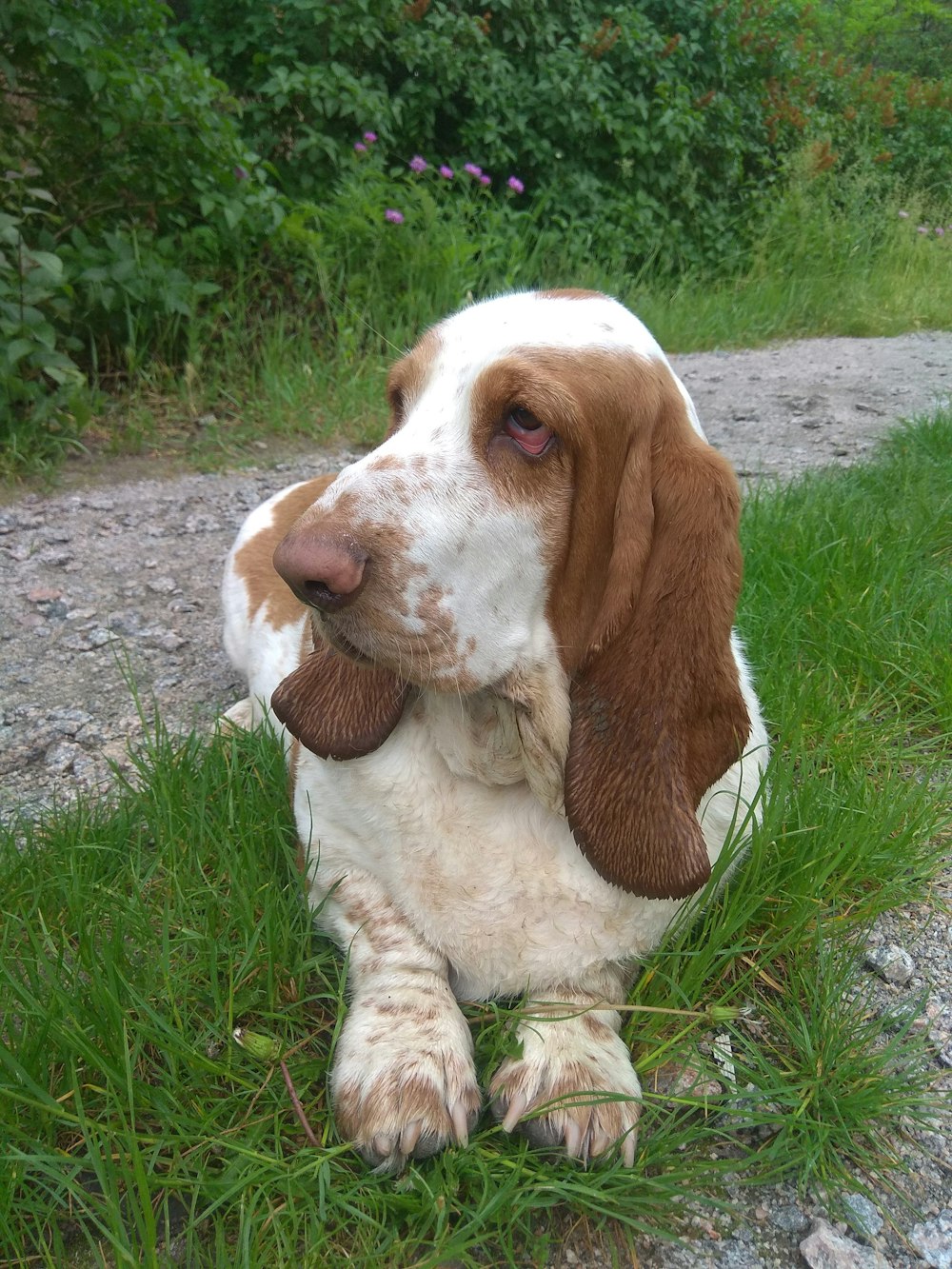 a brown and white dog laying on top of a grass covered field