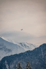 A soaring eagle against a bright blue sky over mountain peaks.