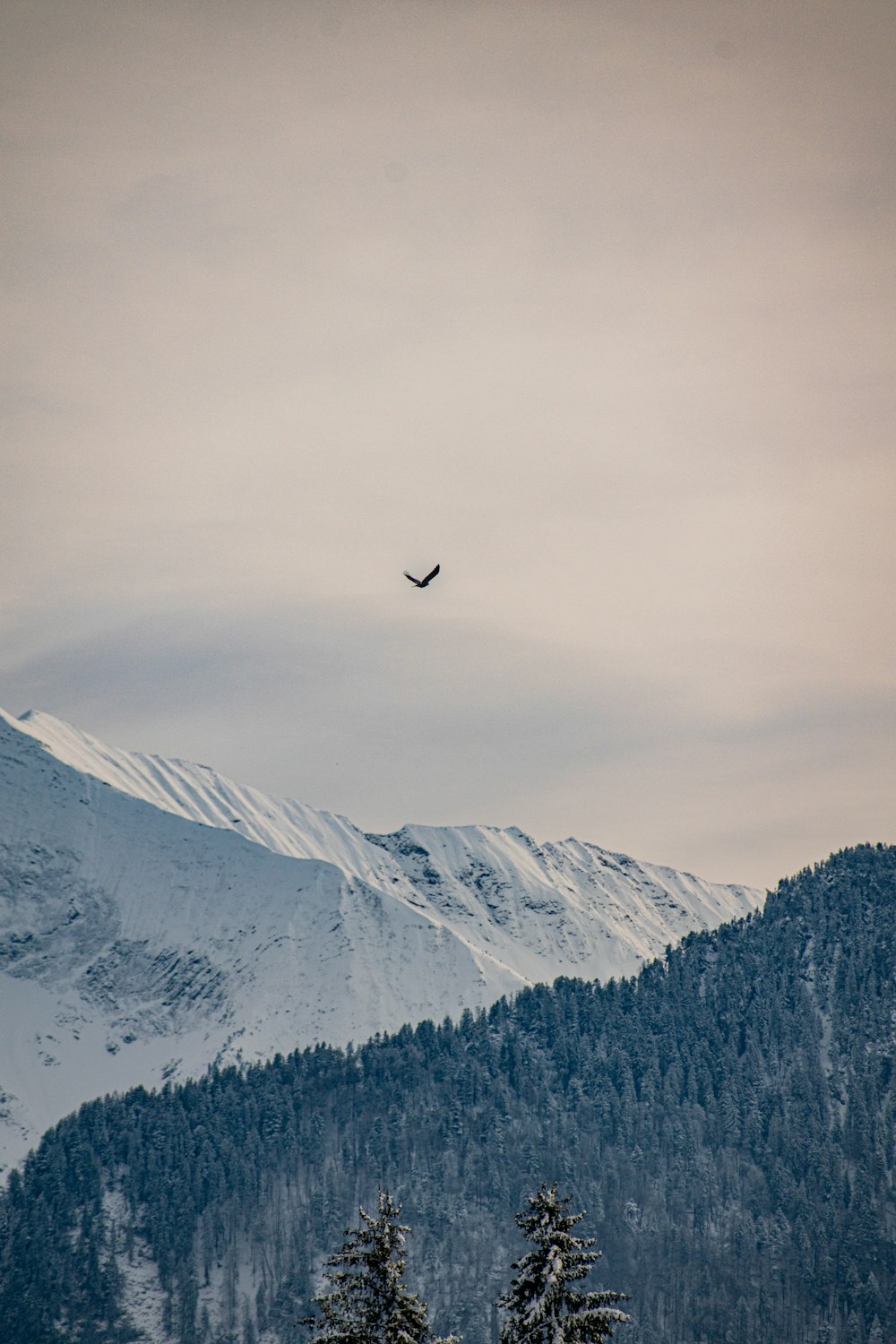 a flock of birds flying over a snow covered mountain