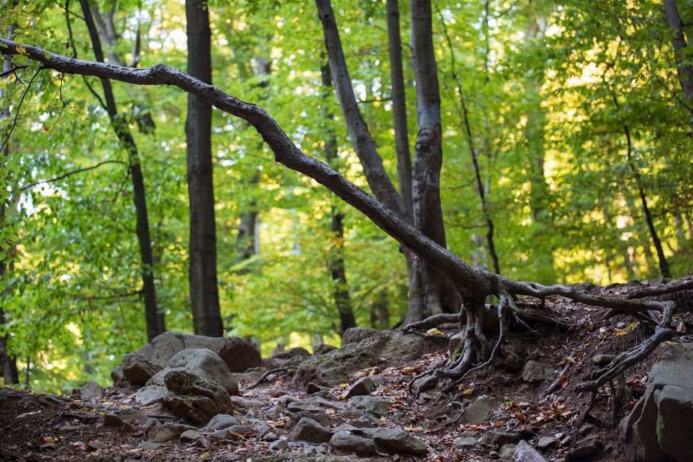 a forest filled with lots of rocks and trees