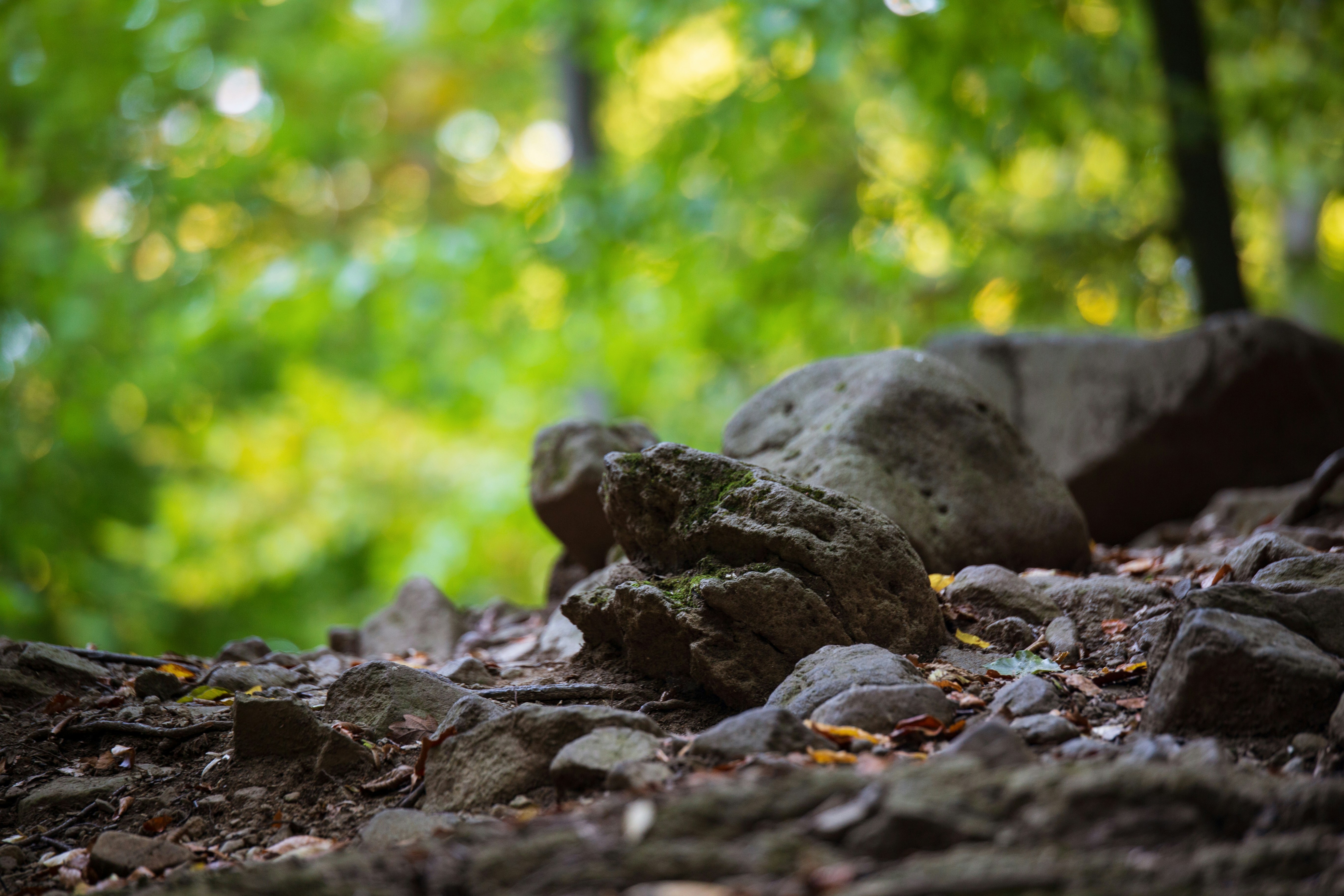 Photo by dormanykristof