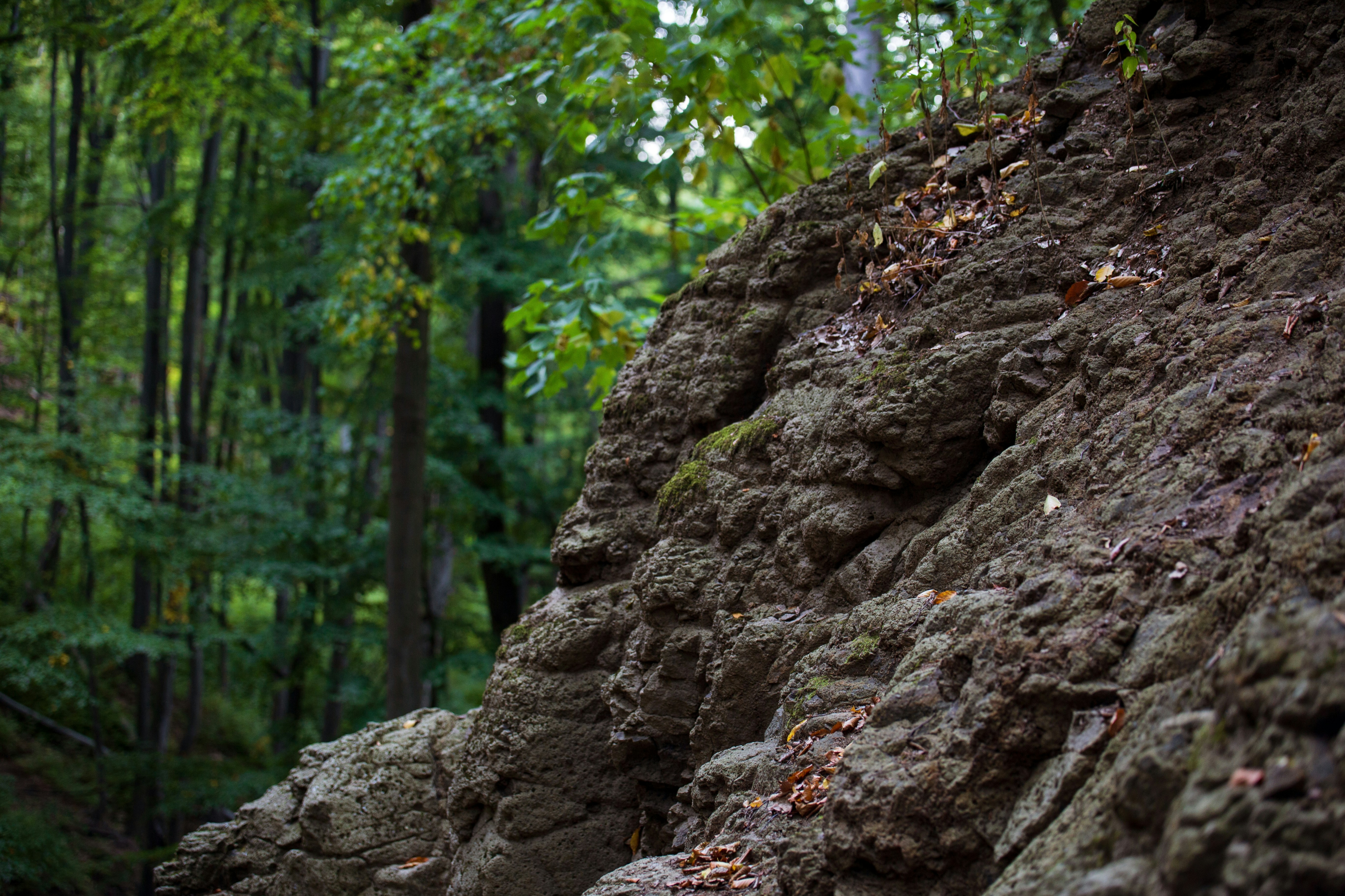 A large rock formation in the middle of a forest photo – Free Outdoors ...