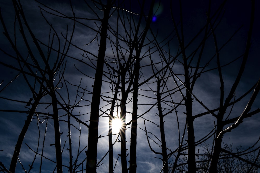 the sun shines through the branches of a tree