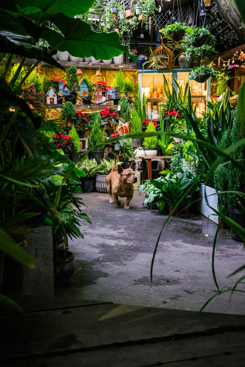 Una habitación llena de muchas plantas en macetas