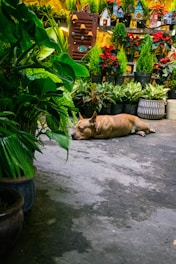A brown dog is lying on the ground surrounded by lush green potted plants inside what appears to be a small greenhouse or garden shop. In the background, there are decorative birdhouses and colorful pots. The setting is vibrant with greenery and some red flowering plants.
