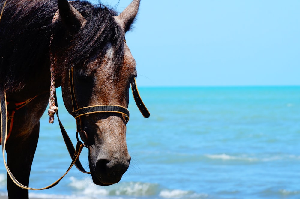 a brown horse standing on top of a beach next to the ocean