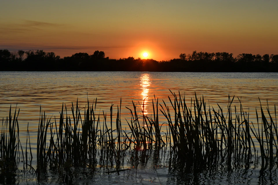 Serene sunset over calm waters with swaying grasses and distant shoreline trees