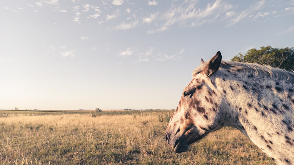 a spotted horse is standing in a field