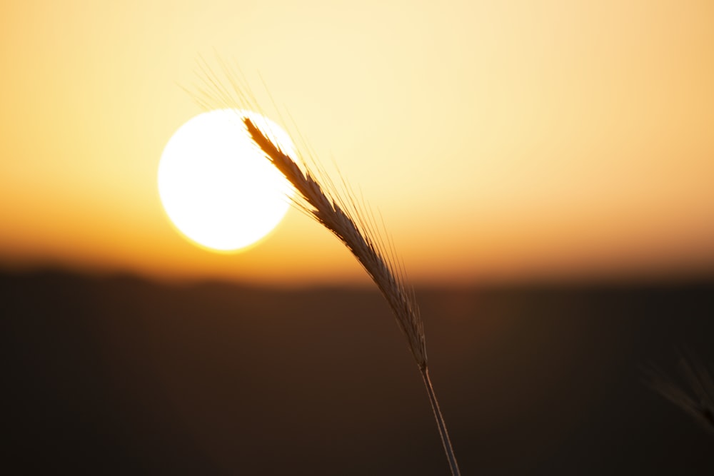 the sun is setting over a field of wheat