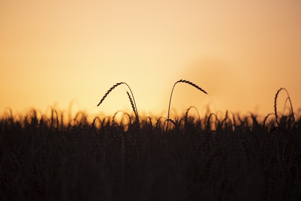 the sun is setting over a field of wheat