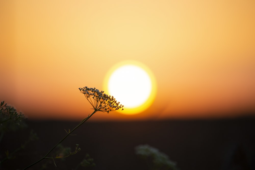 the sun is setting over a field of flowers