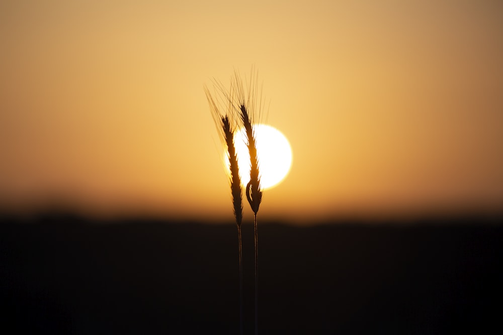 the sun is setting over a field of wheat