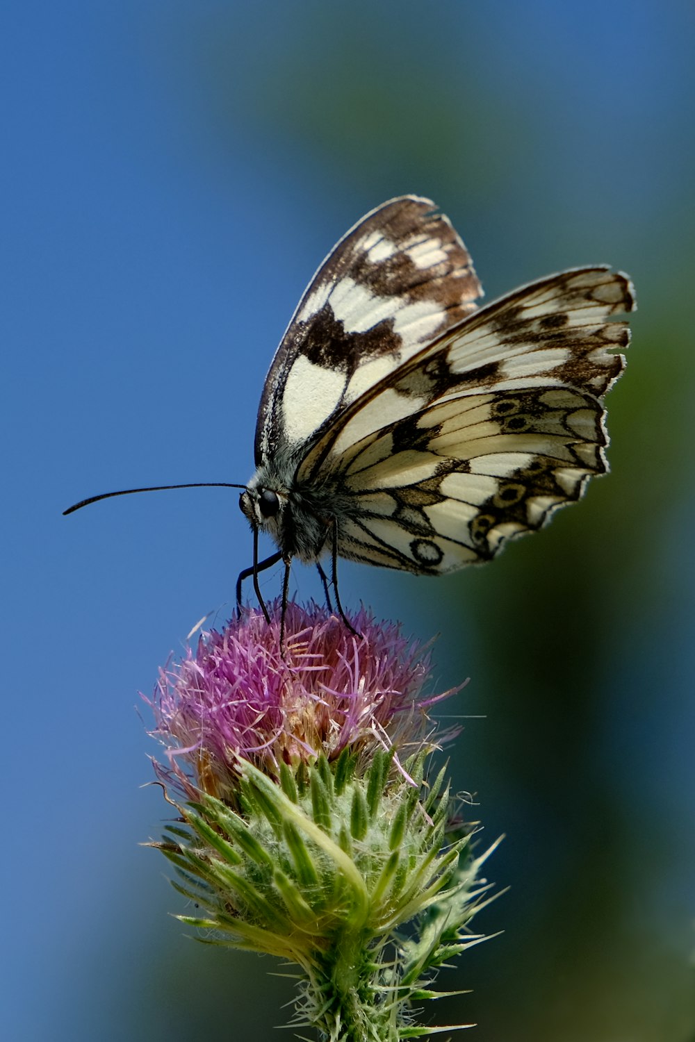 a white and black butterfly sitting on top of a purple flower