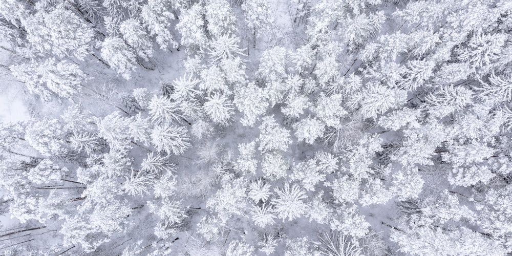 an aerial view of a snow covered forest