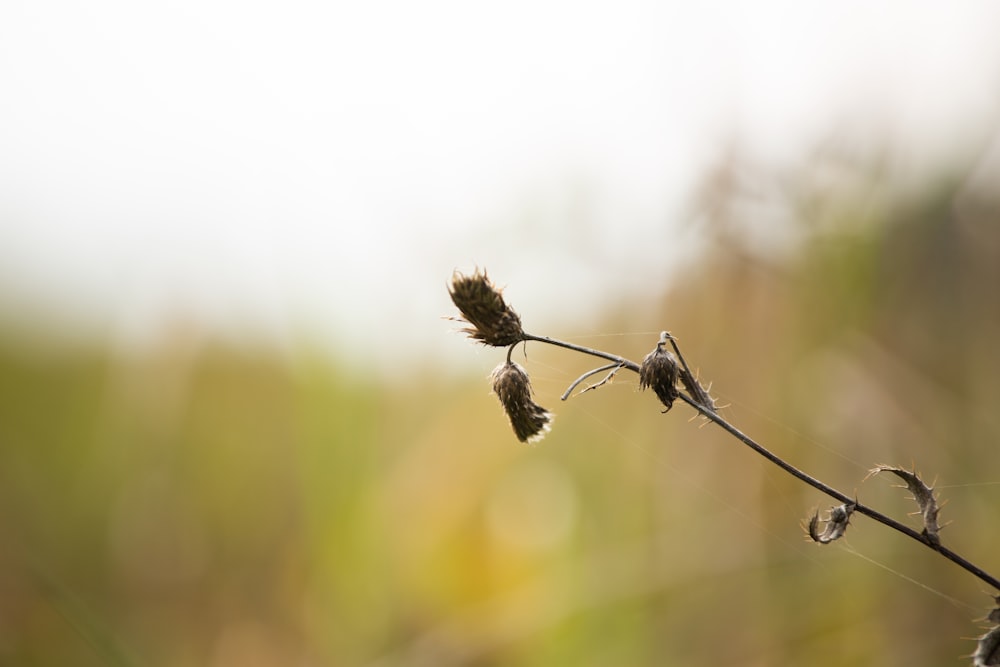 a close up of a plant with a blurry background