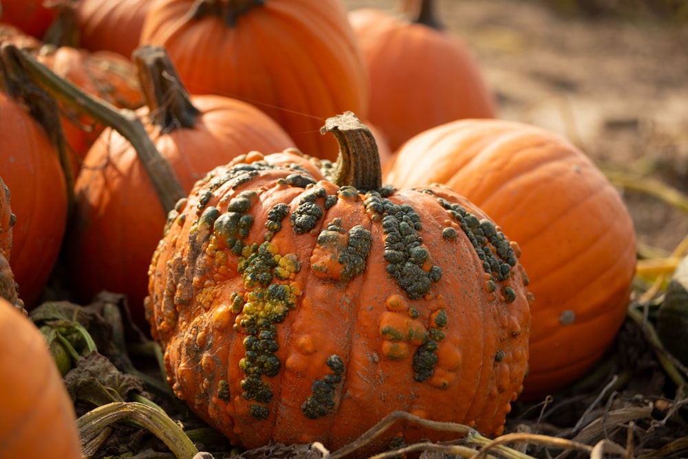 a pile of orange pumpkins sitting on top of dry grass