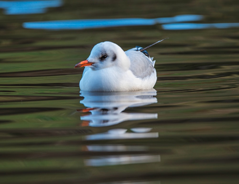 Un uccello bianco che galleggia sulla cima di uno specchio d'acqua