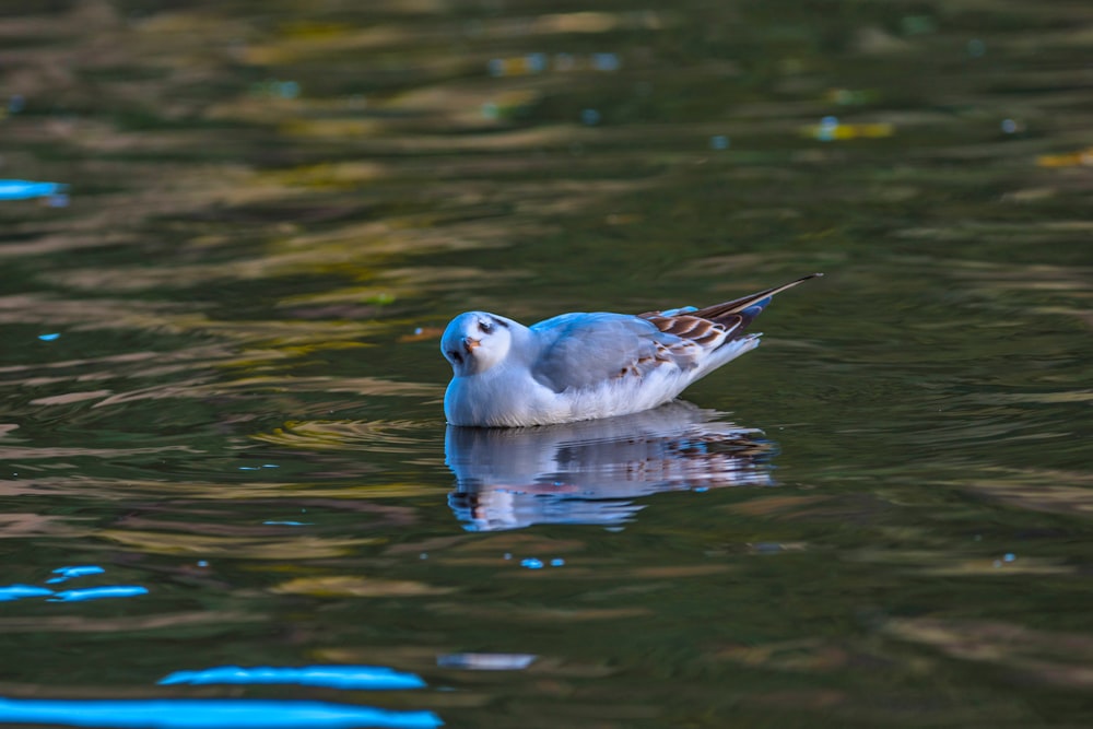 a white bird floating on top of a body of water