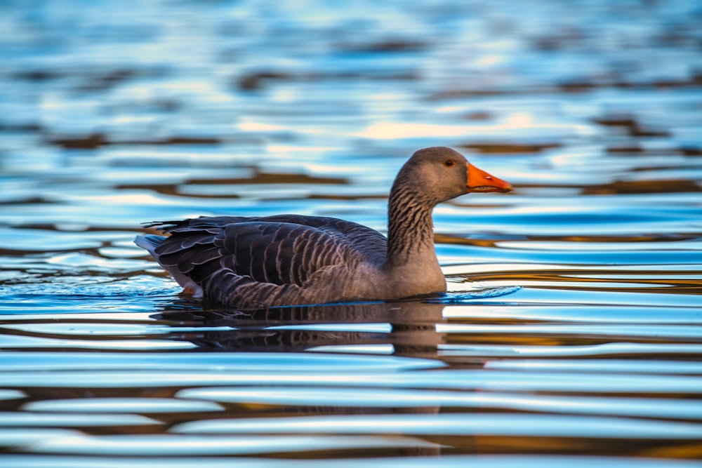 a duck floating on top of a body of water