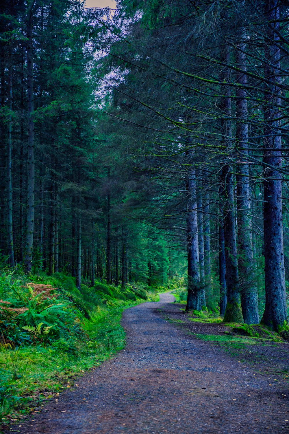 Ein Weg mitten in einem Wald mit hohen Bäumen