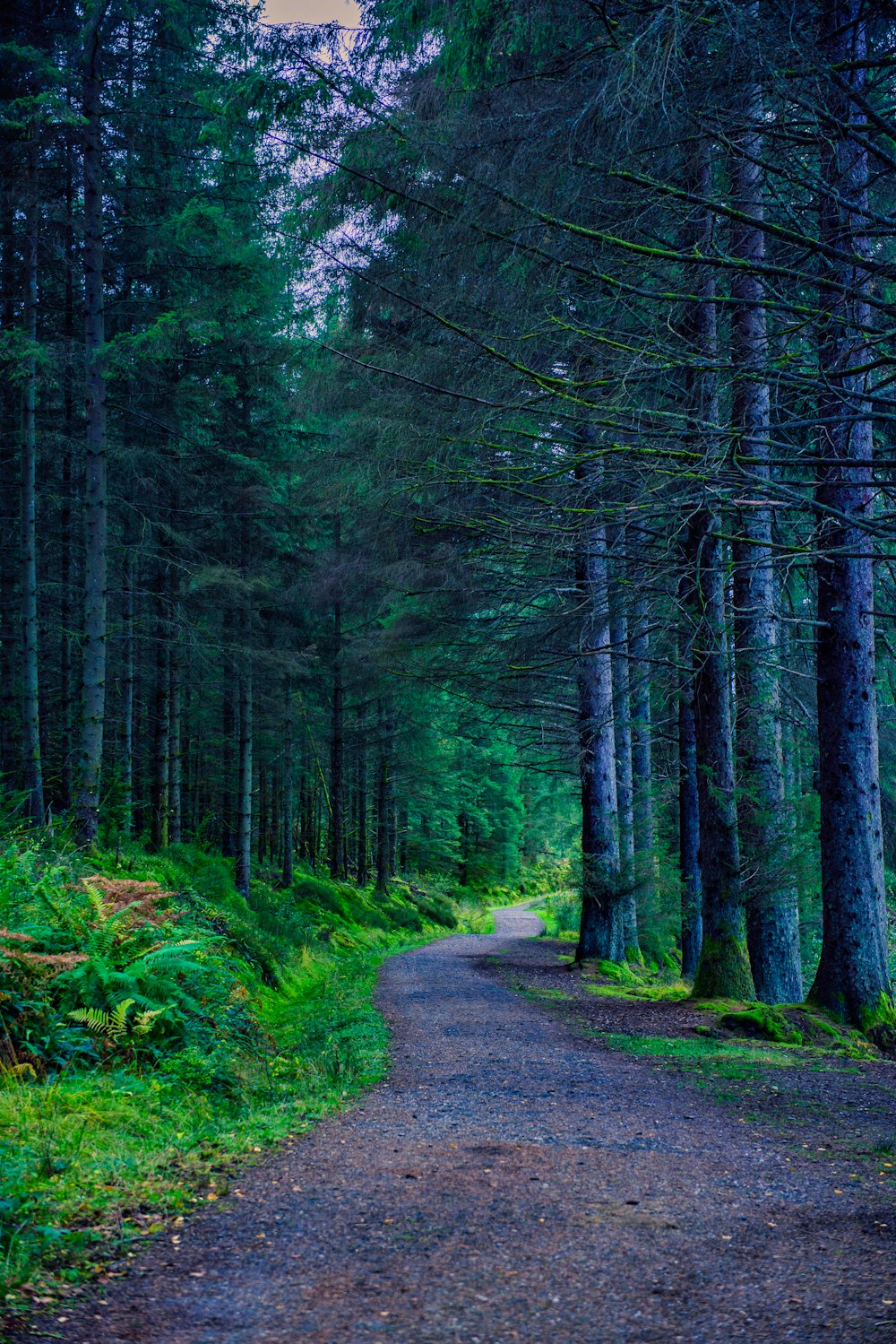 um caminho no meio de uma floresta com árvores altas