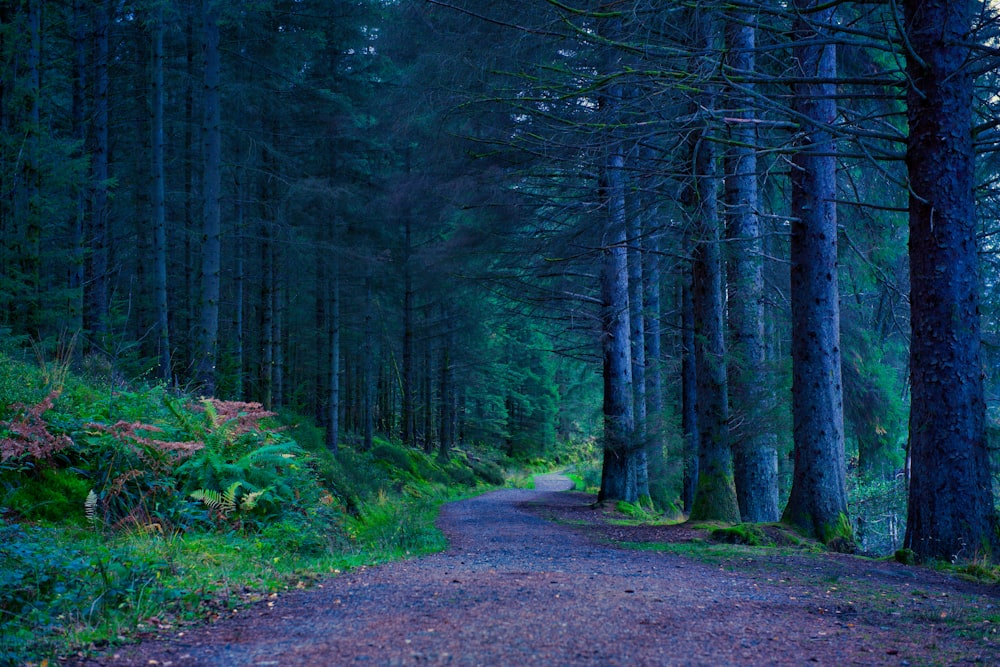 a dirt road in the middle of a forest