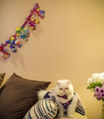 A fluffy white cat wearing a colorful outfit sits calmly on a striped cushion. Nearby, there is a colorful decorative banner on the wall and a vase with white and purple flowers.