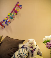 A fluffy cat wearing a soft, handmade scarf, lounging on a bright cushion.