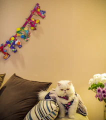 A happy cat wearing a vibrant, custom-made sweater sitting on a bright cushion.