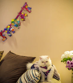 A cozy cat dressed in a colorful, handmade outfit lounging on a soft cushion.