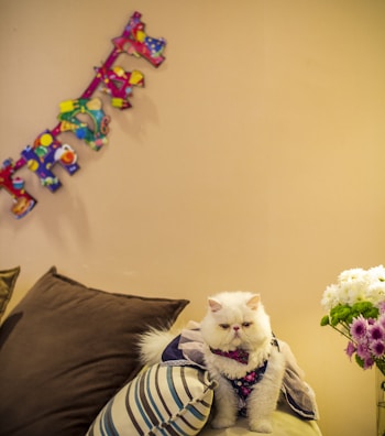 A fluffy white cat wearing a colorful outfit sits calmly on a striped cushion. Nearby, there is a colorful decorative banner on the wall and a vase with white and purple flowers.