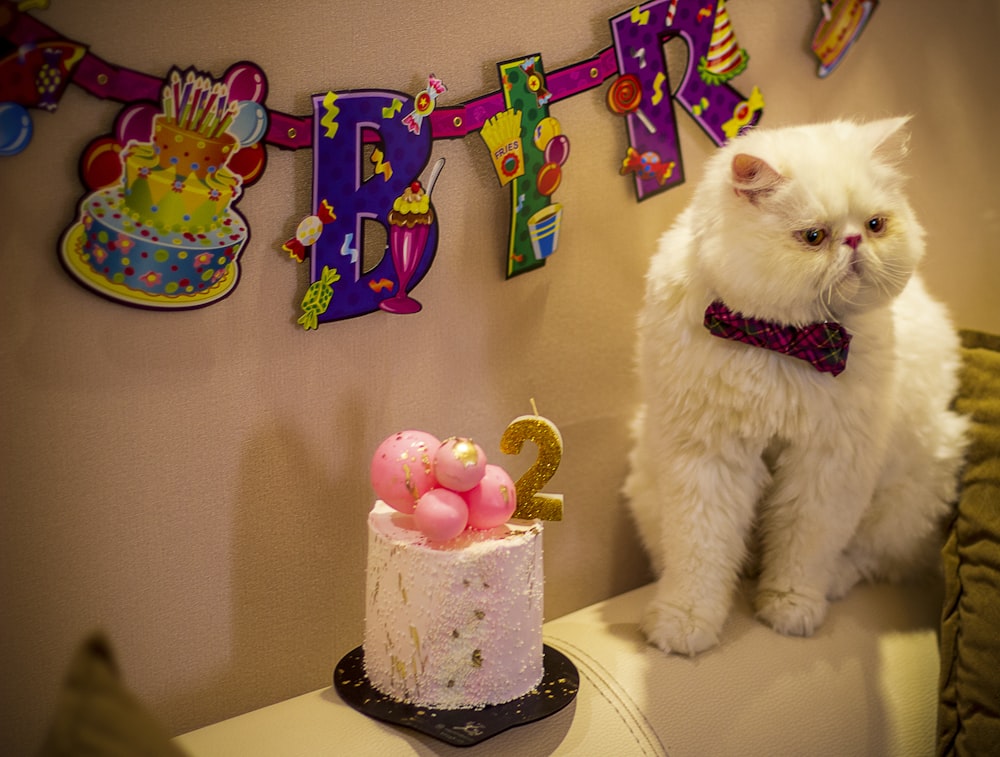 a white cat sitting next to a birthday cake