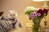 A stylish cat with a delicate bow tie sitting gracefully on a cozy cushion.
