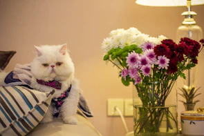 A stylish cat with a delicate bow tie sitting gracefully on a cozy cushion.
