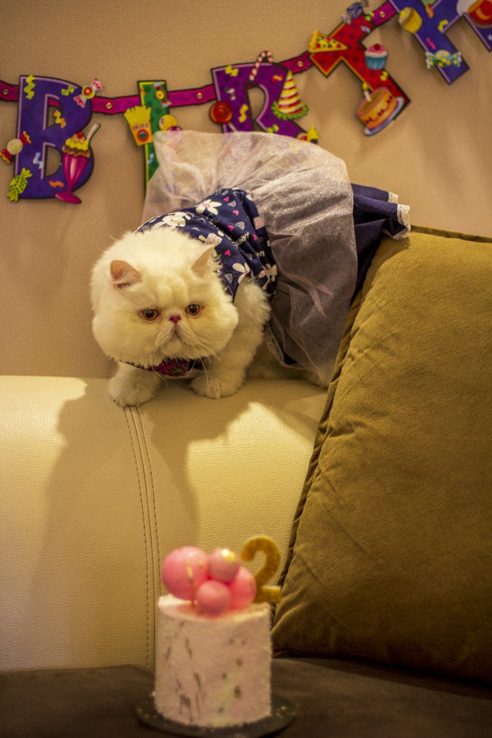 a white cat sitting on top of a couch next to a cake