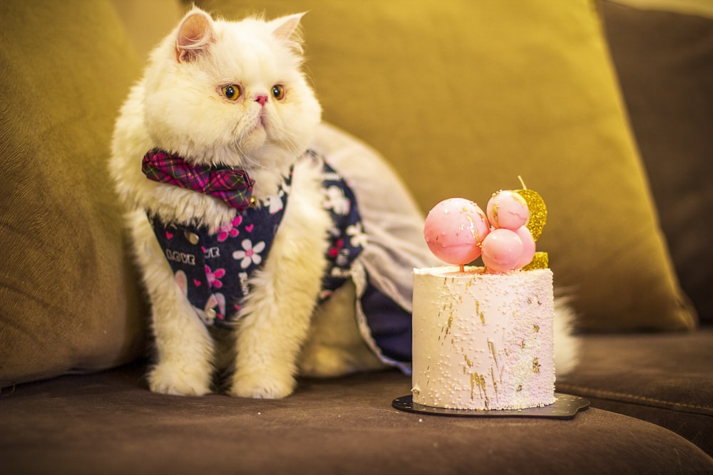 a cat sitting on a couch next to a cake