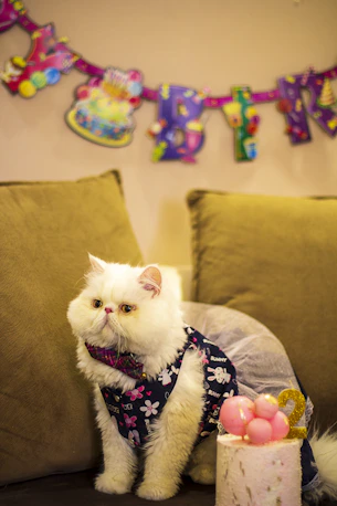 a white cat sitting on top of a couch next to a cake