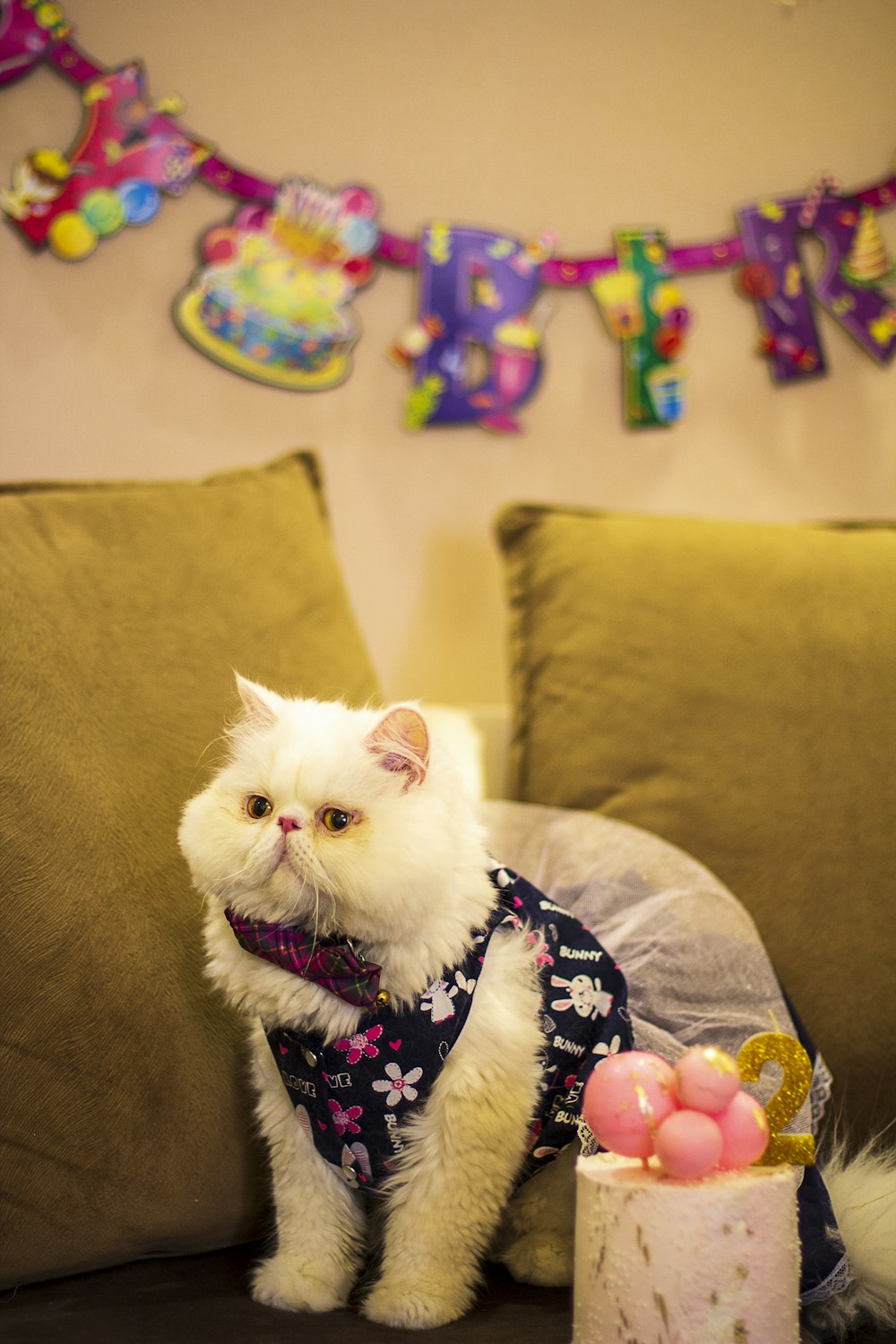 a white cat sitting on top of a couch next to a cake