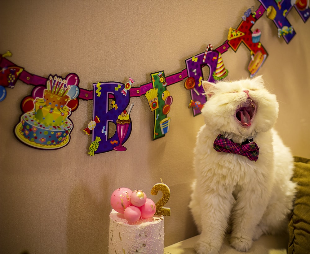 a white cat sitting next to a birthday cake